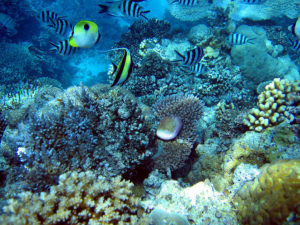 snorkeling-grande-barriere-de-corail